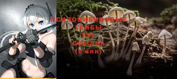 прущие грибы Аркадак